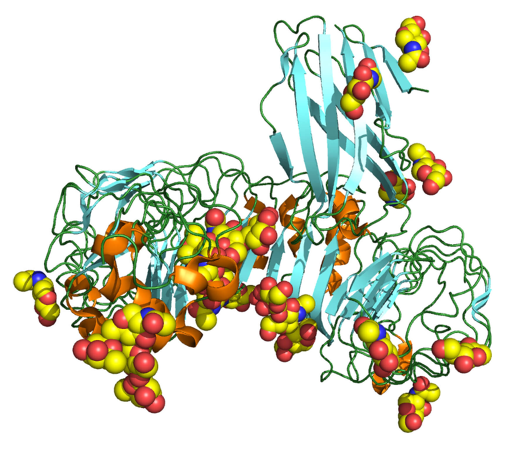TLR4 antagonist